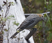 Pine Grosbeak 4360
